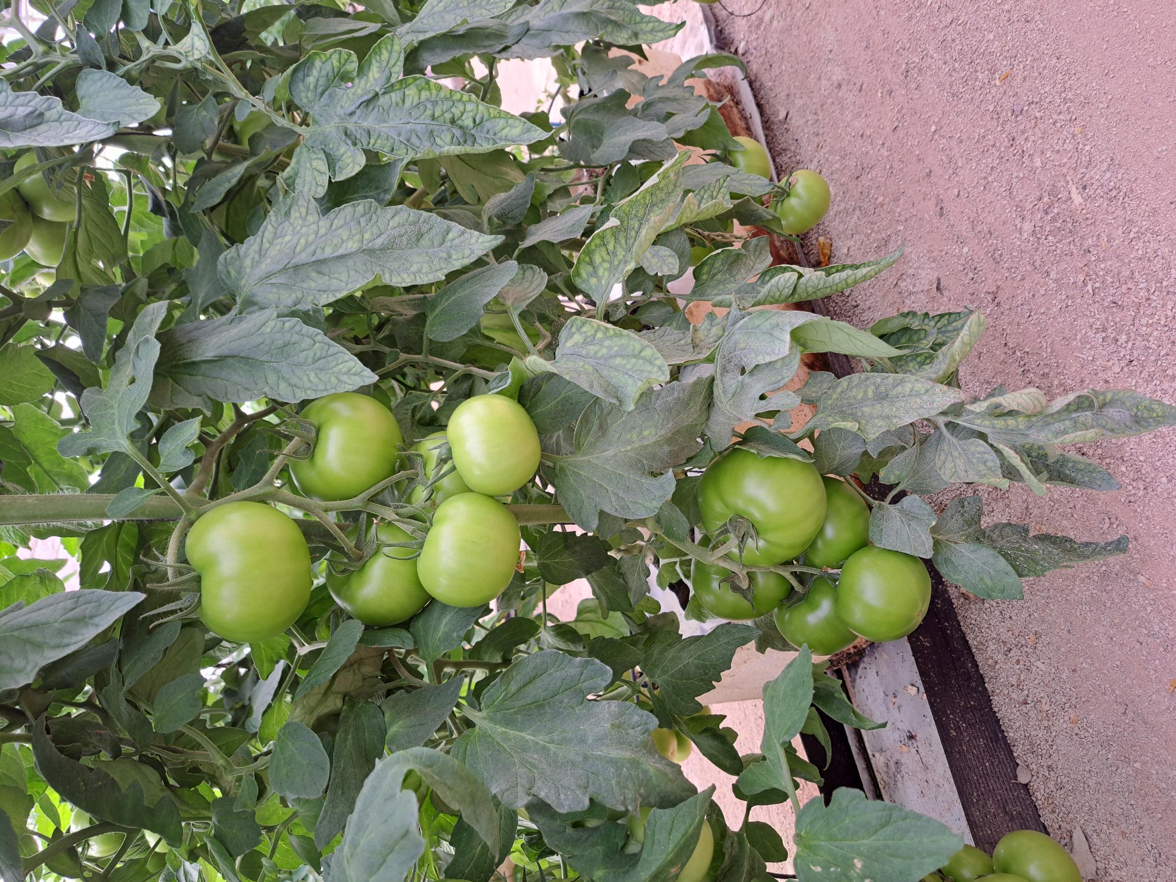 Syngenta inova com sementes hortícolas que reduzem o desperdício e otimizam o uso da água no campo